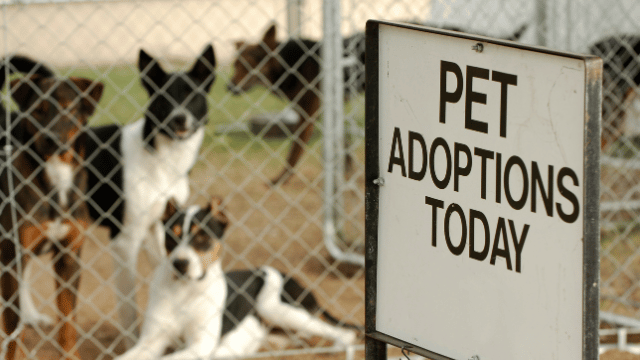 Best Pet Adoption Websites You Need to Know