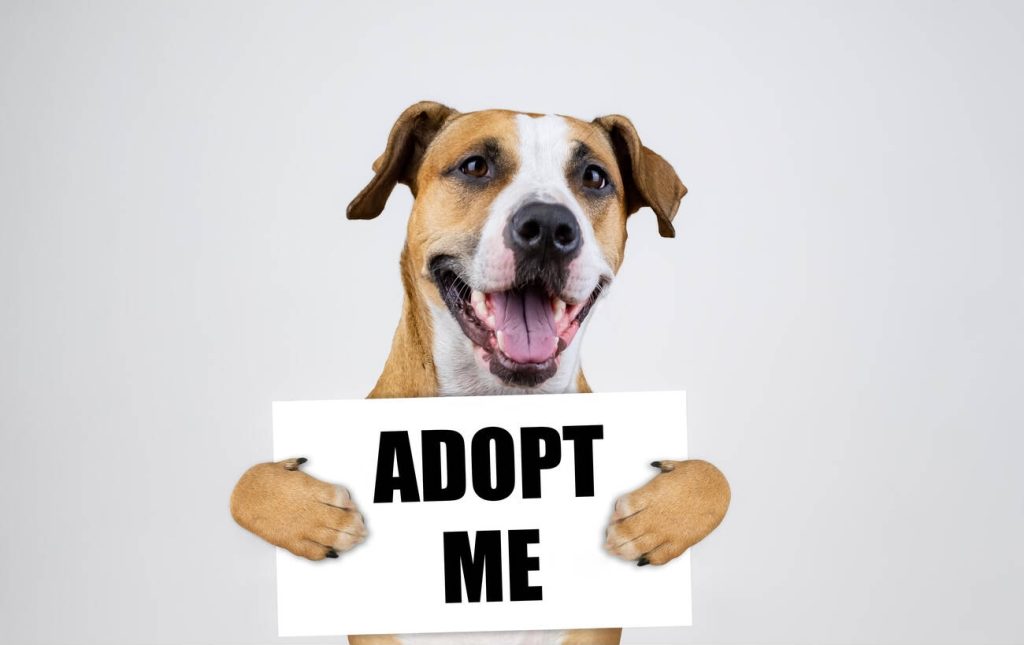 How to prepare for pet adoption