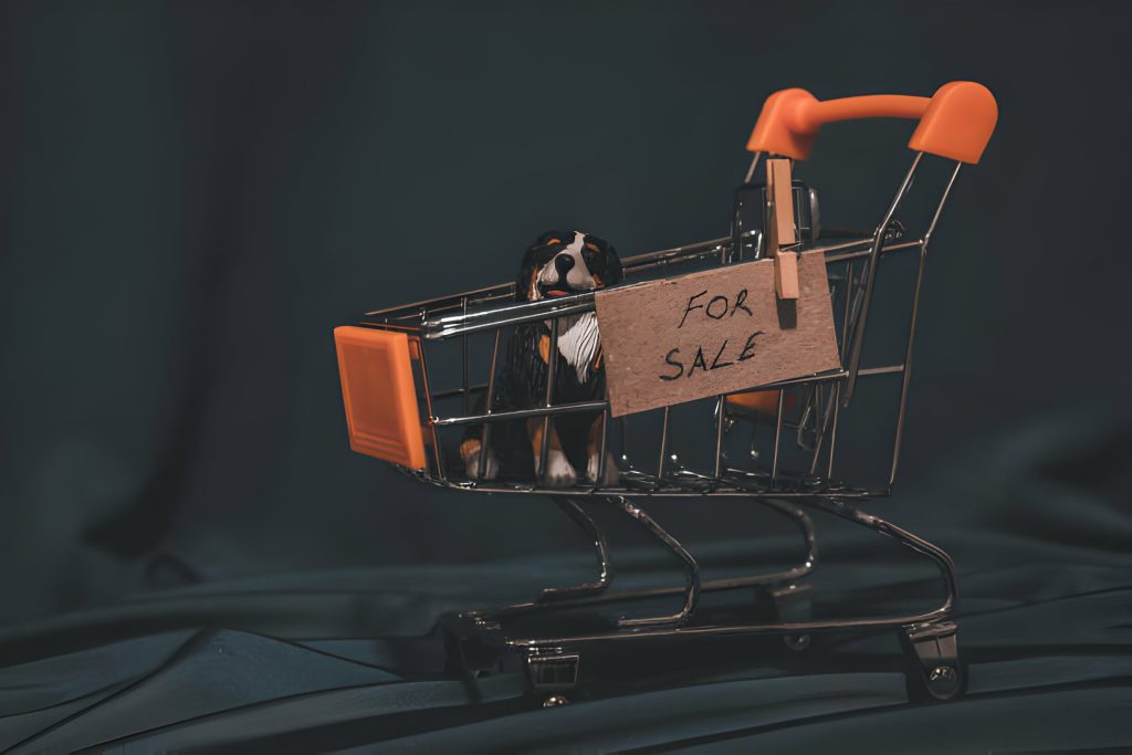 Pet adoption vs buying: which is better