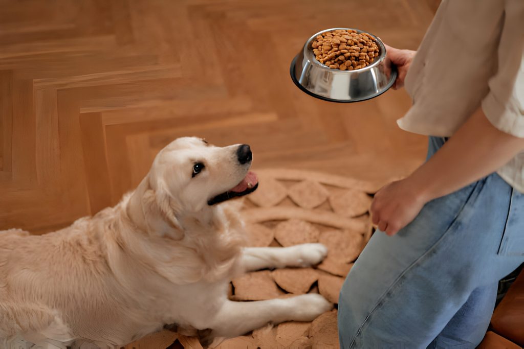 What type of dog food is best for older adopted dogs?