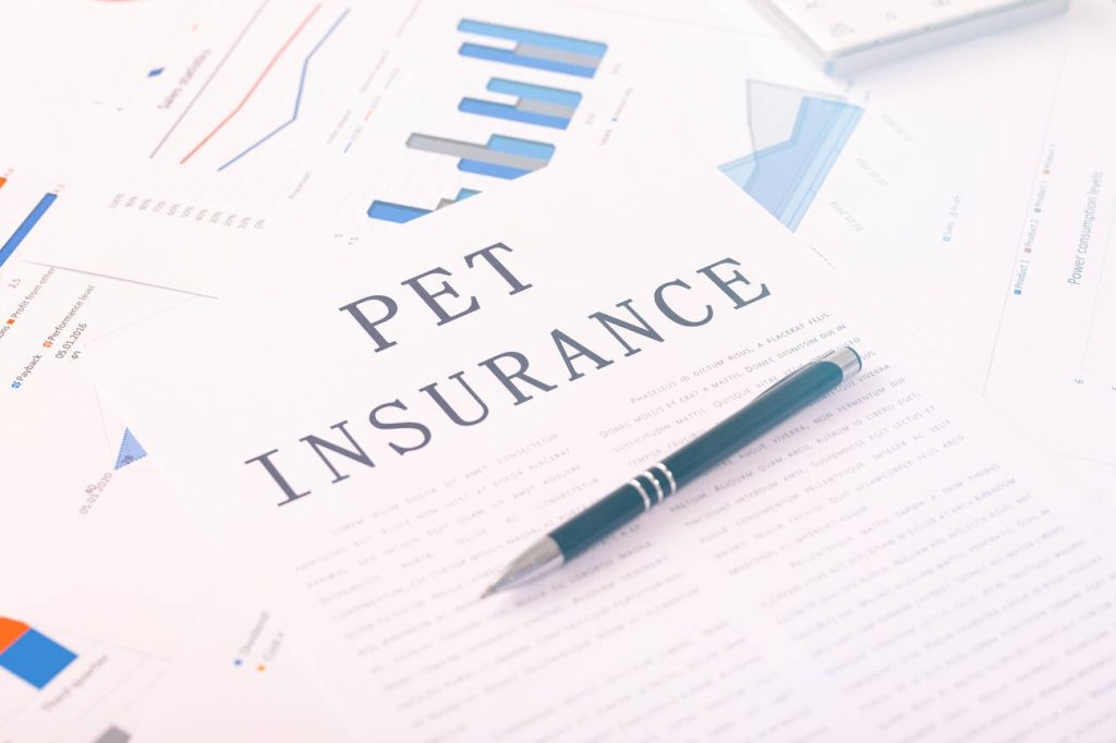 Why You need Pet Insurance and How to Protect your Furry Friend